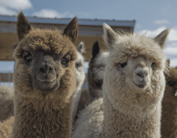 Alpaca