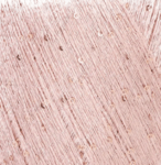 8933 - Rosa